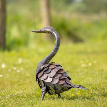 Zwaan